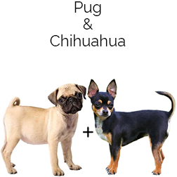 Chug Dog
